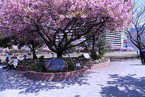 橋本公園の河津桜　写真