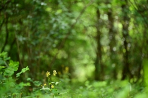 東林ふれあいの森