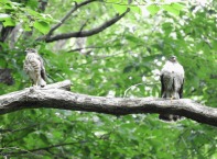 写真：野鳥「ツミ」の子育ての観察（内藤賀三さん）