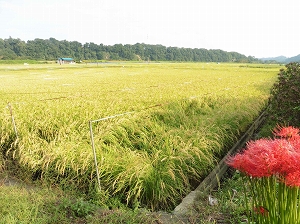 美しい田園風景の写真2