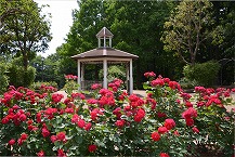 写真：相模原北公園のバラ（稲葉久通さん）