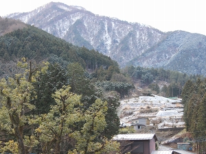 写真：小学校裏側の森林