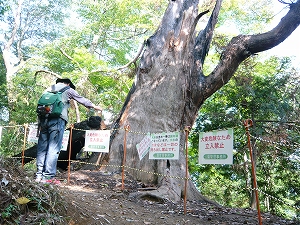 城山の大スギ　写真2