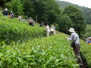 茶摘みの様子