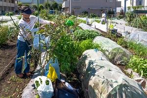 野菜栽培の写真