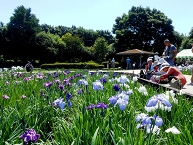 写真：相模原公園「水無月園（みなづきえん）のしょうぶまつり」（吉冨明徳さん）