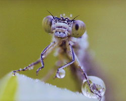 写真：「蜻蛉のメガネ」