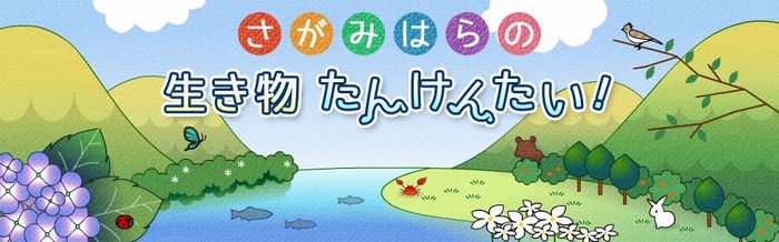 さがみはらの生き物たんけんたい！