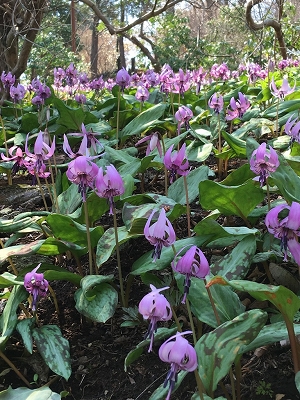 カタクリの花の写真