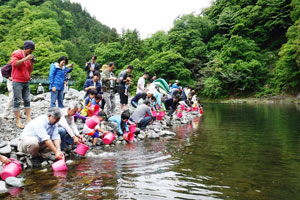 大きく育て！道志川に稚鮎を放流