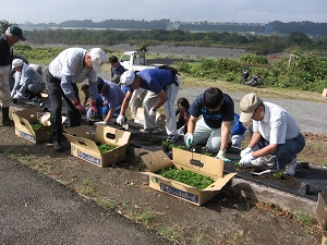 芝桜を植える様子