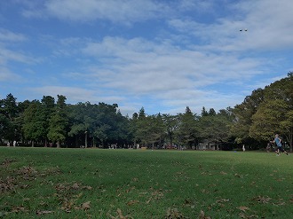 広々とした芝生公園の写真