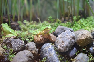 ニホンアマガエルの写真