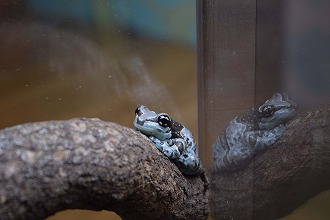 ジュウジメドクアマガエルの写真