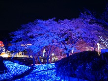 緑にある桜の写真7