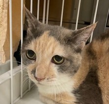 保護猫ミケラン