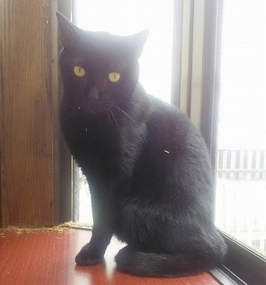 保護猫くろりん