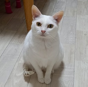 保護猫まめちゃん