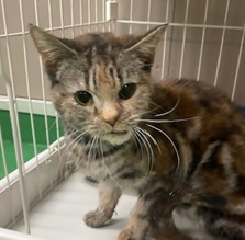 保護猫アン