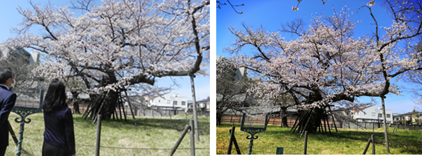 満開の桜の写真