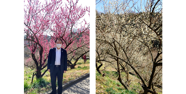 本沢梅園の梅の花の写真