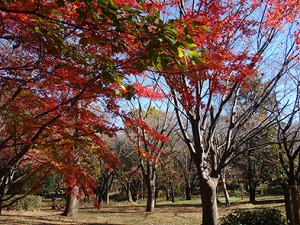 紅葉　写真