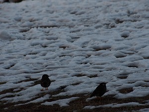 雪景色　写真9