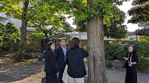 宝光寺の銀杏の木　写真