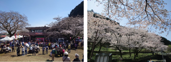 津久井湖さくらまつり　写真