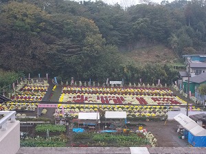 赤いざる菊の「祝15」　写真