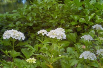 アナベル（紫陽花）写真