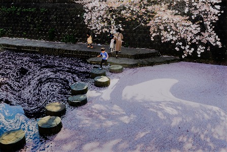 作品:名桜の川 作者:畠堀ひと美 2023年 入選