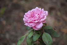 花壇に咲く四季折々の美しい花