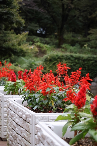 花壇に咲く四季折々の美しい花