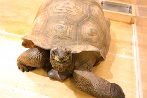 写真：カメ
