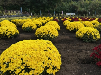 ざる菊の写真