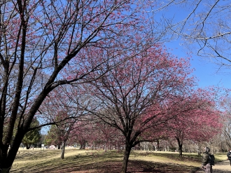 相模原公園　桜の木