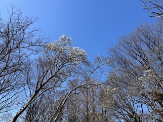 相模原公園　白い木蓮