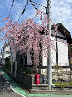 相模原公園　枝の垂れた桜