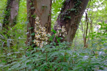 東林ふれあいの森