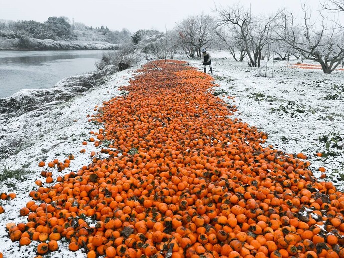岩波友紀『Blue Persimmons』（写真集・写真展）